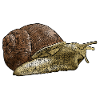 Snail - snail - snail shell
