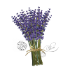 lavender