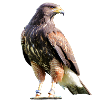 Harris Hawk - Desert Hawk