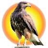 Falcon Sun