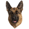 Mignon bas poly allemand berger