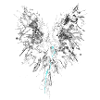 phoenix1