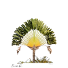 Ravinala Madagascar