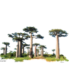 Baobab