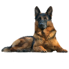 Schäferhund,Hundesport,Deutscher Schäferhunde,