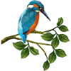 Oiseau du martin-pêcheur