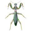 Green Neon Praying Mantis