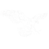 Eagle approaching