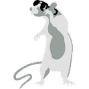 Rat with sunglasses