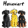 Hovawart - Hovi - Hund