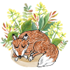 Good night fox