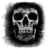 skull skull - skull