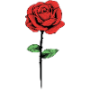 rose flower