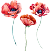 POPPIES