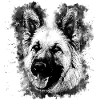 German Shepherd v2wsbw