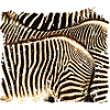 Zebra con strisce bianche o nere?