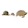 Schildkröten Familie