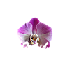 Orchids
