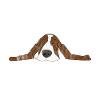 Beagle Nope