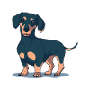 Chien teckel