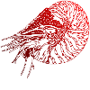 Nautilus RED DIVING DIVERS DIVE SCUBA