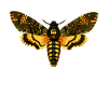 moth