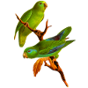 parrot