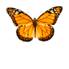 Butterfly Lepidoptera entomology