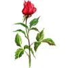 Rote Rose