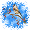 Oiseau chardonneret