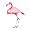 flamingo
