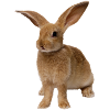 rabbit