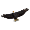White-tailed Eagle