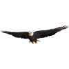 White-tailed Eagle