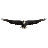 White-tailed Eagle
