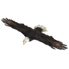 White-tailed Eagle