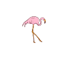 flamingo