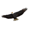 Seeadler Greifvogel Adler
