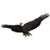 Seeadler Greifvogel Adler