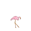 flamingo