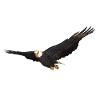 Seeadler Greifvogel Adler