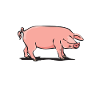 pig