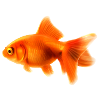 goldfish