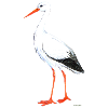 stork