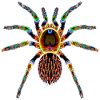 Boogie Spider