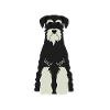Standard Schnauzer