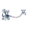 neuron