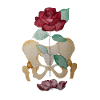 orthopedist