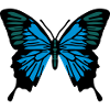 Papillon