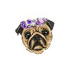 flower pug